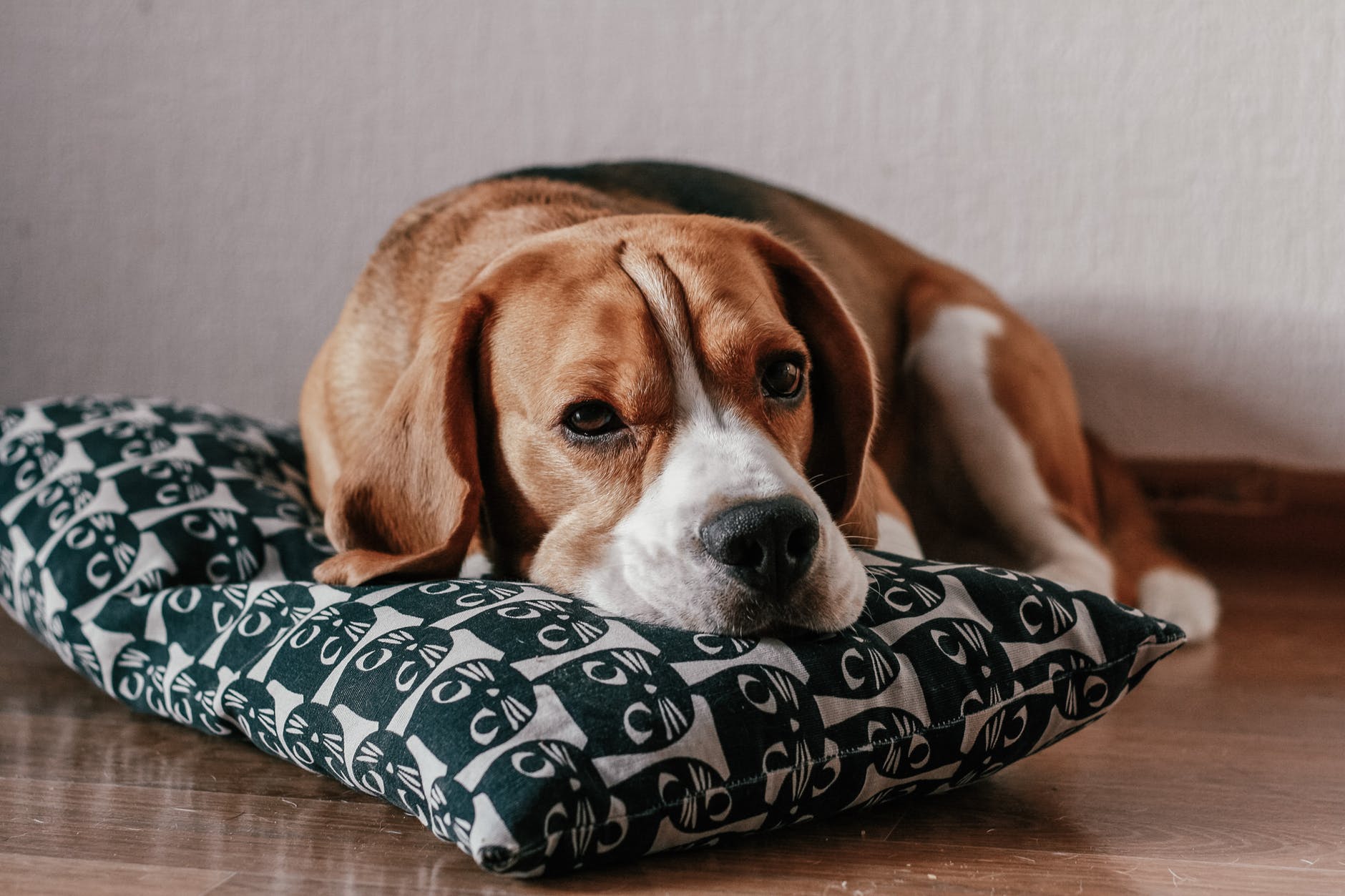 beagle sitting on the ground with face on a cat pilllow